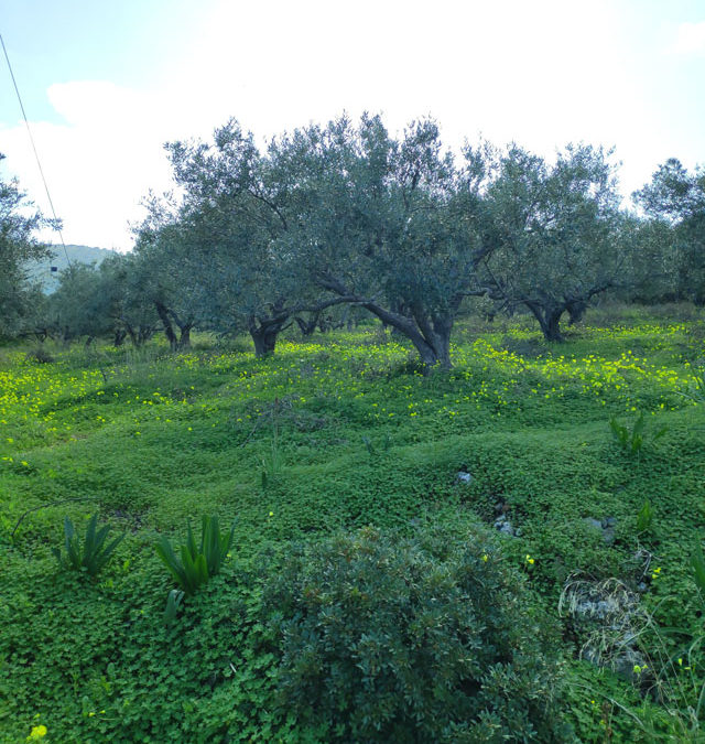 Building plot near the harbour of Milatos