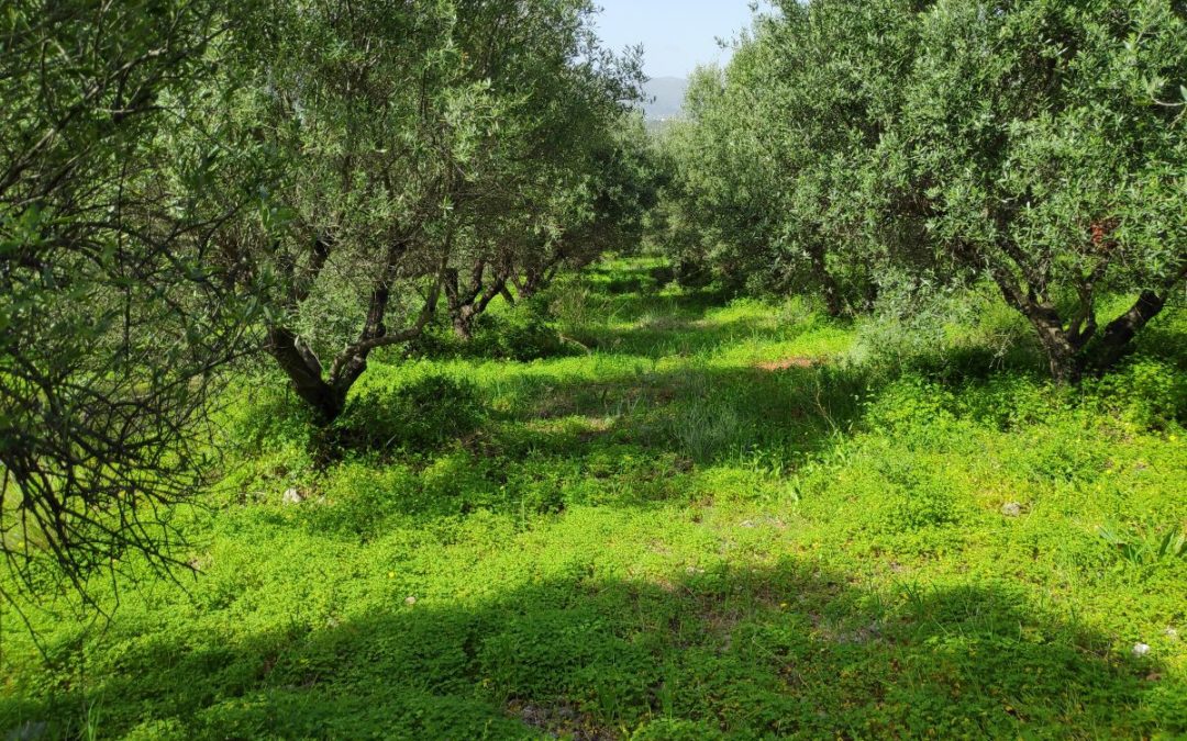 Building plot in the outskirts of the village
