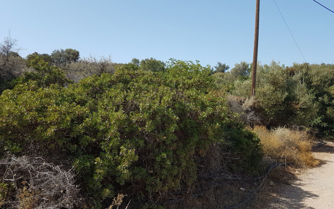 Lovely building plot in a quit but upcoming area very close to Sissi